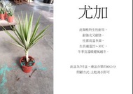 心栽花坊-尤加/象腳王蘭/銀葉/7吋/室內植物/觀葉植物/售價400特價350