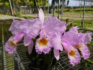 珍稀原生蘭花 Cattleya schroederae  'cobretal' (特優個體)日本進口