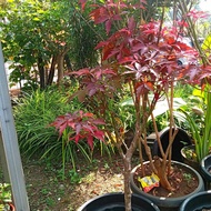 TANAMAN HIAS POHON MAPLE SIZE BESAR JUMBO MAPLE-QISHOP14