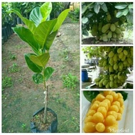 Cempedak nangka / pokok cempedak nangka / pokok cempedak nangka berbuah rendah / pokok cempedak nang