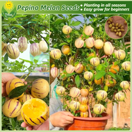 เมล็ดพันธุ์ โสมผลไม้ ผลโสม บรรจุ 20 เมล็ด Fresh Pepino Melon Seeds Ginseng Fruit Seeds for Planting เมล็ดพันธุ์ผลไม้ ต้นผลไม้ ต้นไม้แคระ พันธุ์ไม้ผล บอนไซ ต้นไม้มงคล ต้นไม้กินผล ต้นพันธุ์ผลไม้ ผักสวนครัว ผลไม้อร่อย ปลูกง่าย คุณภาพดี ราคาถูก ของแท้ 100%