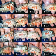 (1pc).Flowerhorn king kamfa f2 male fish 泰国金花f2