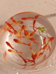 Albino Koi Guppy Red Head Guppy Fish