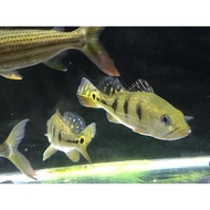 ikan pbass kelberi bahia