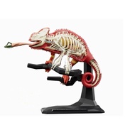 4D MASTER Chameleon Anatomy Model Exotic Animal Model