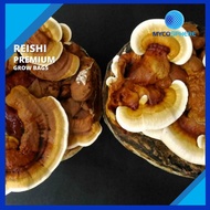 Mushroom Fruiting Bag / Grow Bag - Reishi (Ganoderma lucidum)(2kg) - Grow kit