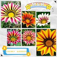 【Ready Stock】Gazania Rigens Seeds / Biji Benih Gazania Rigens / Medal Chrysanthemum Seeds /  混色勋章花种子