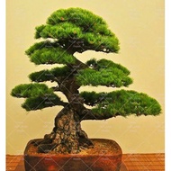 10PCS Japanese black pine plant bonsai tree plant Garden interior decoration evergreenornamental st