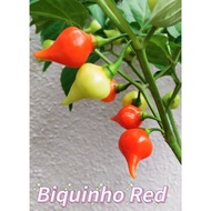 40 PCS Benih Cili 樱桃红辣椒种子BIQUINHO/CHUPENTIHO RED/Pepper Chili Seeds