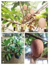 BIBIT IMPORT LANGKA MEME MAME MAMEY SAPOTE MAGANA BERBUAH BESAR R
