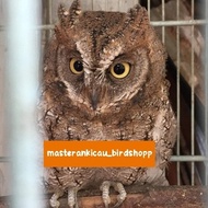 burung Burhan hantu owl jinak lalat