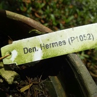Anggrek Dendrobium Keriting Hermes