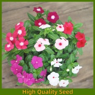 100seeds/pack Mixed Periwinkle Bonsai Seeds -Vinca Seeds Beautiful Flower Seeds