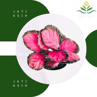 Tanaman hias Calathea Crimson Calathea pink Daun hias