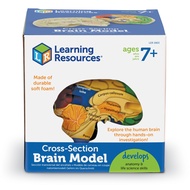 [7 ขวบ+] Cross-Section Human Brain Model ของเล่น แบบจำลองสมองมนุษย์ ระบบสมอง วิทยาศาสตร์ [จากแบรนด์ 