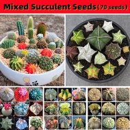 เมล็ดพันธุ์แท้ 100% เมล็ดพันธุ์ โอพันเทีย 70เมล็ด/ซอง Rare Cactus Seeds for Sale แคคตัสราคาถูก เมล็ดดอกไม้ การป้องกันรังสี ไม้อวบน้ำ ไม้ประดับ เมล็ดบอนสีเทพๆ ต้นไม้ฟอกอากาศ ต้นไม้ฟอกอากาศ ต้นไม้มงคล ของแต่งบ้าน บอลสี Cactus Plant Seed Flower Seeds