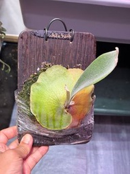 【鹿角蕨】P. White hawk白鷹