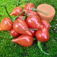 Biji Benih Cili Red Biquinho Chili Pepper