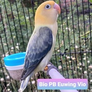 burung lovebird biola PB Ewing Vio