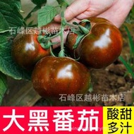 黑番茄種子紫黑西紅柿種子大黑柿子種籽無限生長大果型黑番茄種籽