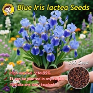 100pcs/pack Fresh Blue Iris Lactea Seeds for Planting flowers Blue Iris Flower Seeds for Gardening F