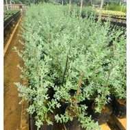 🌿Texas Sage Plant | Outdoor Plant 🌿