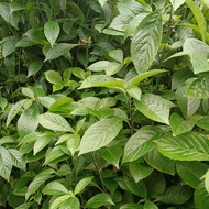 黑面將军树苗 Pokok Pecah Kaca🌿黑面将军🌿(Black Face General🌿) Strobilanthes Cripus