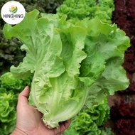 Lettuce Seeds - (1000Seeds/Pack)Ramgo Lettuce Lollo Bionda Seeds