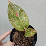 aglonema hughes aglaonema dewi huges B