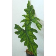 alocasia jacklyn