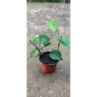 paminta(black pepper) live plant