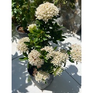 ixora white plant live