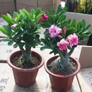 Yirou Adenium Obesum Bulb Flower Desert Rose Seedlings Indoor Potted Leaves Ornamental Flower Plant
