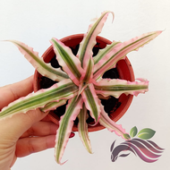 [Bromeliad] Cryptanthus by LS group