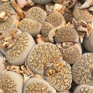 10 เมล็ด เมล็ดพันธุ์ ไลทอป กระบองเพชร ไม้อวบน้ำ กุหลาบหิน แคคตัส Living Stones Lithops Castus สายพันธุ์ lesliei C341