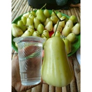 Honey plum seedling