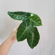 Alocasia Pink Dragon