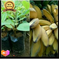 Bibit pisang kepok putih asli