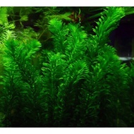 Aqua plant Egeria Densa