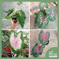 Caladium Red &amp; Thai Beauty with pot | LIVE PLANT