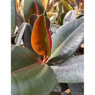 Ficus Elastica 'Black Burgundy' (0.5m)