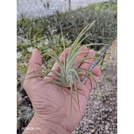 Artofairplantt Air plants Tillandsia imposter