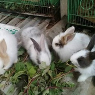 anak kelinci Rex Caper pure