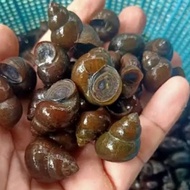 Tutut mentah/keong sawah/500grm