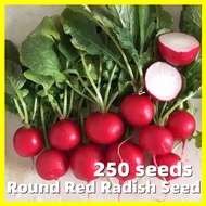 Red Cherry Radish Seed - 250 Seeds Round Red Radish Seeds for Planting F1 Seeds Organic Vegetable Seeds Mini Radish Plants Seeds Radish Magnet Labanos Seeds Bonsai Seeds Veggies Balcony Potted Live Plants for Sale Real Plants Family Vegetable Planting