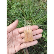 Kul1t k3b0 l4nd0 albino