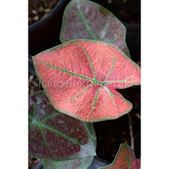 Caladium Red 红叶彩芋 (P150) - Real Plant