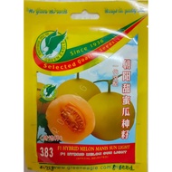383 F1 Hybrid Melon Sun Light / F1 Hibrid Melon Manis Sun Light