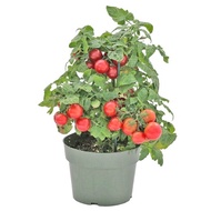 10 Dwarf Cherry Tomatoes Tomato seeds (fr SG)