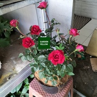 Miliki Tanaman Hias Peket 3 Bunga Mawar Merah Besar Inc Pot Hitam Dan